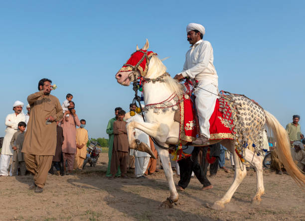 Dancing Horses Of Pakistan Alipur Chatha-guestkor_com