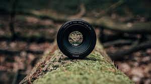 Exploring the Effects of Depth of Field in Photography-guestkor_com
