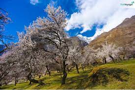 Nature's Stunning Beauty on Display: The Spectacular Cherry Blossoms of Hunza and Skardu-guestkor_com