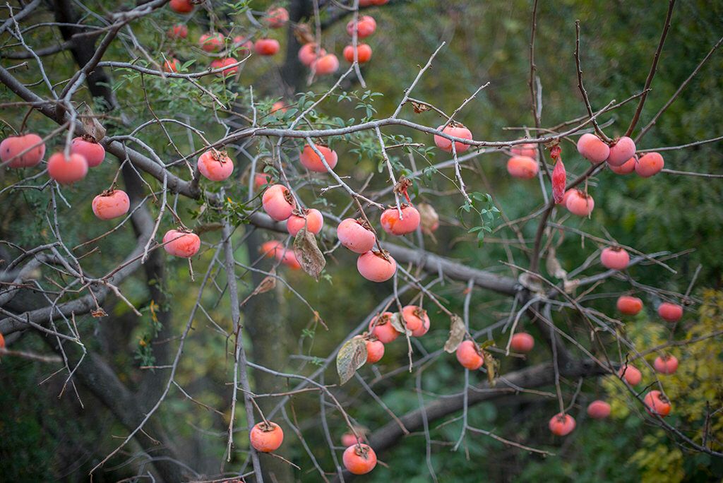 Swat Valley (Japani Phal) Persimmon Fruit Garden Pakistan-guestkor_com