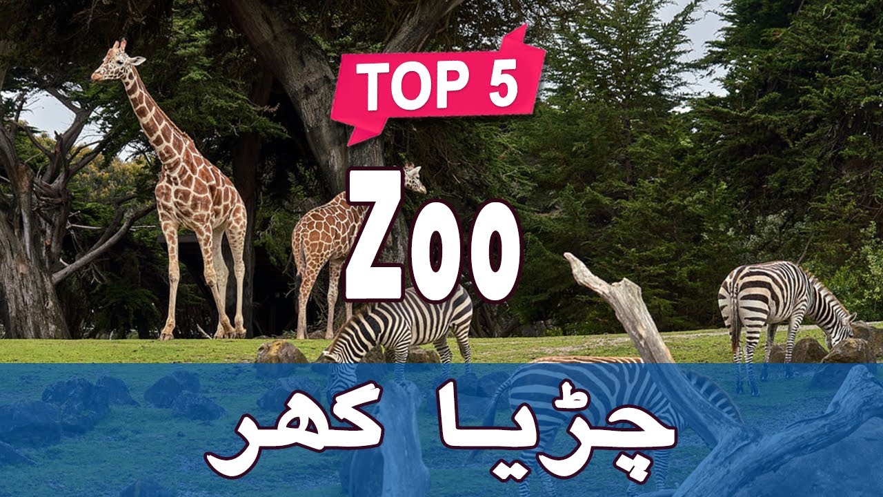 Top 5 Zoos in Pakistan-guestkor_com