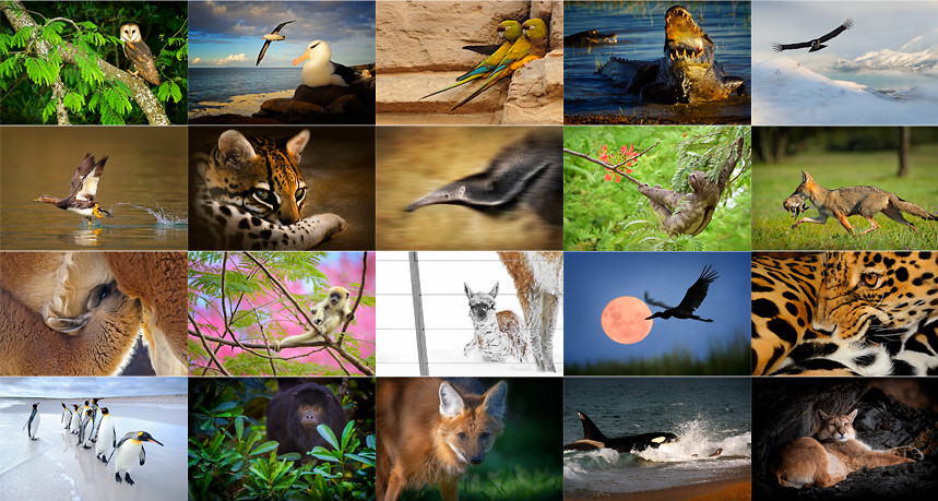 Wildlife Photography and Its Role in Conservation-guestkor_com