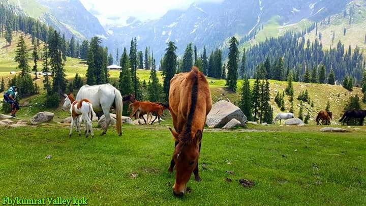 44- tour 6 days 5 nights islamabad to swat & kumrat valley     executive group tour winter/snowfall  package